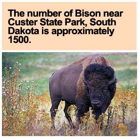 Bison with Statistics